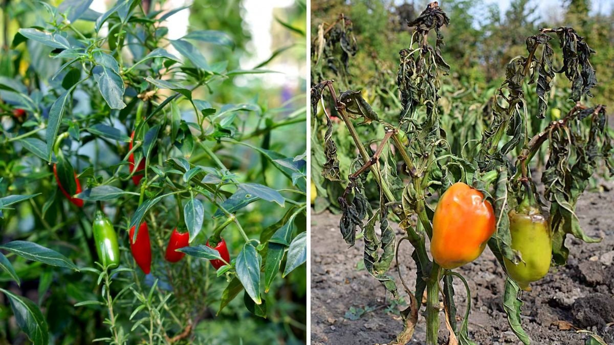 Sweet Mini Peppers The Colorful, Crunchy Super Snack Taking Over American Kitchens