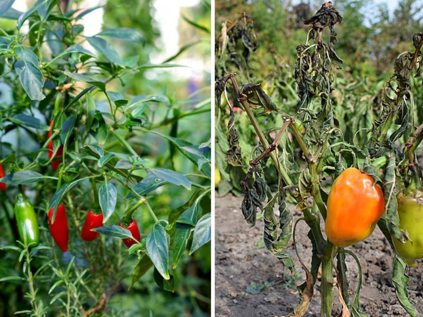 Sweet Mini Peppers The Colorful, Crunchy Super Snack Taking Over American Kitchens