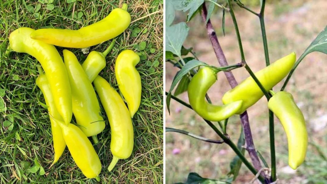 Hungarian Wax Peppers The Golden Chili with a Bold Kick Taking Over American Gardens and Kitchens