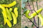 Hungarian Wax Peppers The Golden Chili with a Bold Kick Taking Over American Gardens and Kitchens