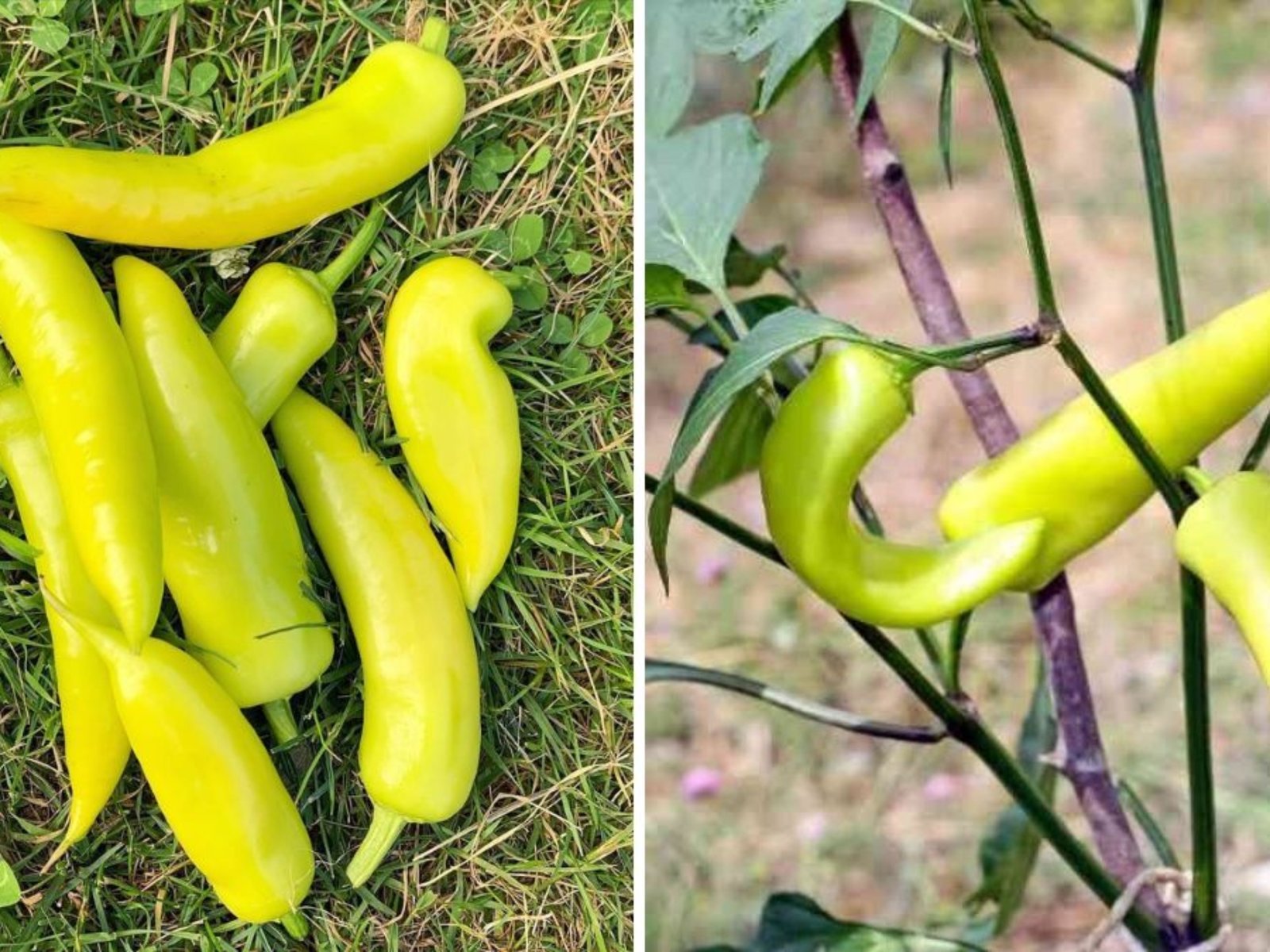 Hungarian Wax Peppers The Golden Chili with a Bold Kick Taking Over American Gardens and Kitchens