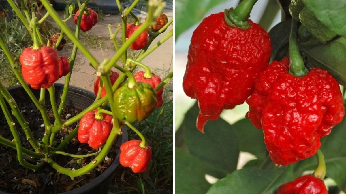 Trinidad Scorpion Peppers The Fiery Hot Chili Every American Spice Lover Must Try