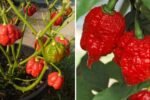 Trinidad Scorpion Peppers The Fiery Hot Chili Every American Spice Lover Must Try
