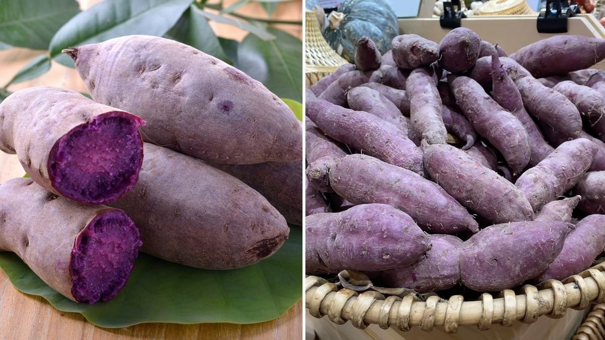 Ube (Purple Yam) The Vibrant Superfood Sweetening America’s Healthy Dessert Scene