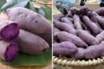 Ube (Purple Yam) The Vibrant Superfood Sweetening America’s Healthy Dessert Scene