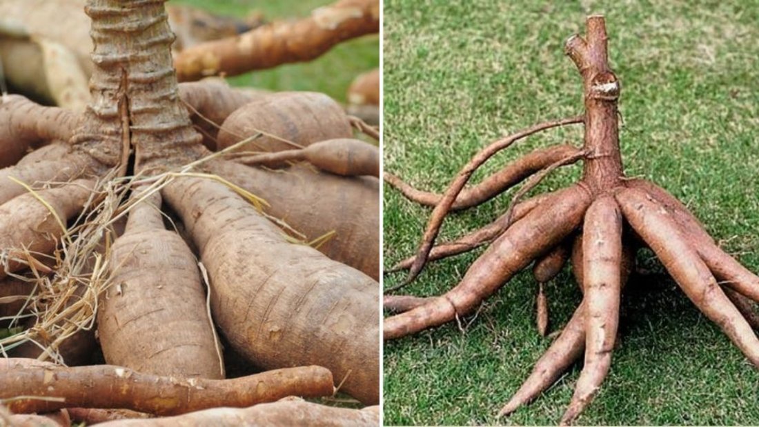 Cassava The Ancient Root Powering Modern American Gluten-Free and Plant-Based Diets