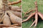 Cassava The Ancient Root Powering Modern American Gluten-Free and Plant-Based Diets