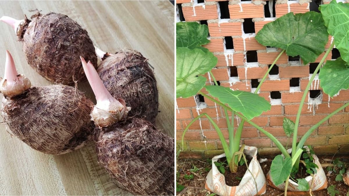 Taro Root: The Creamy Superfood Root Taking Over American Plant-Based and Gluten-Free Kitchens