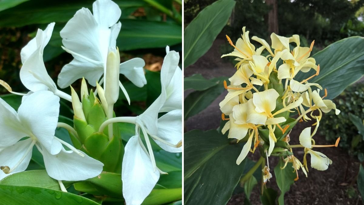 Ginger Lily The Fragrant Tropical Flower Taking Over American Gardens and Natural Wellness Spaces