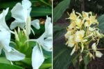 Ginger Lily The Fragrant Tropical Flower Taking Over American Gardens and Natural Wellness Spaces