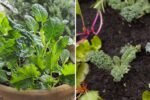Kale Power The Ultimate American Superfood Guide to Growing, Cooking, and Enjoying Kale Every Day