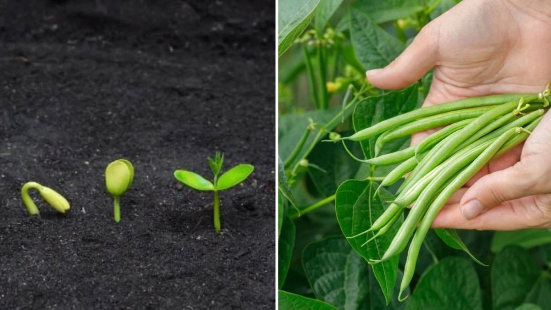 Dwarf Beans Delight The Complete American Gardener’s Guide to Growing, Cooking, and Loving Bush Beans at Home