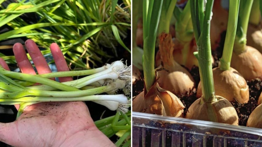 Spring Onions The Ultimate American Guide to Growing, Cooking, and Loving Green Onions Year-Round