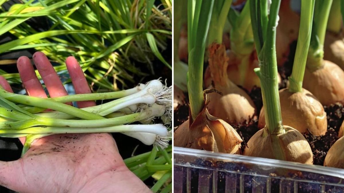 Spring Onions The Ultimate American Guide to Growing, Cooking, and Loving Green Onions Year-Round