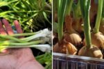 Spring Onions The Ultimate American Guide to Growing, Cooking, and Loving Green Onions Year-Round