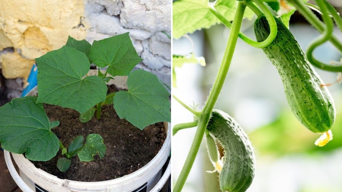 Dwarf Cucumbers The Compact Grower’s Guide to America’s Favorite Mini Cucumbers for Gardens, Balconies, and Kitchens