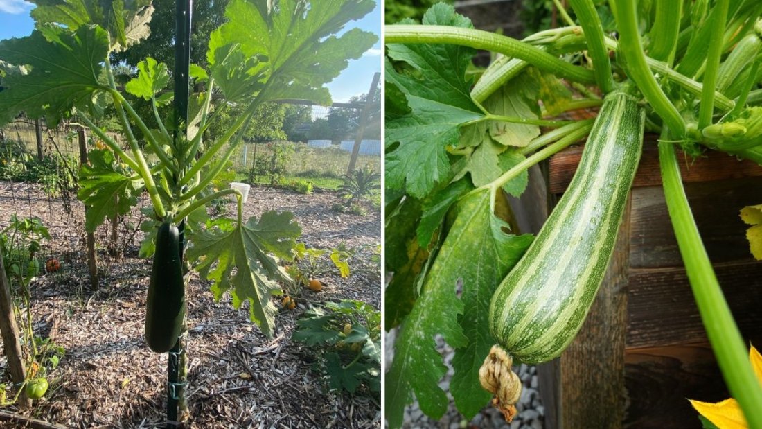 Bush Zucchini The Ultimate Guide to Growing Compact Zucchini Plants for Small American Gardens and Patios