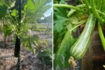 Bush Zucchini The Ultimate Guide to Growing Compact Zucchini Plants for Small American Gardens and Patios