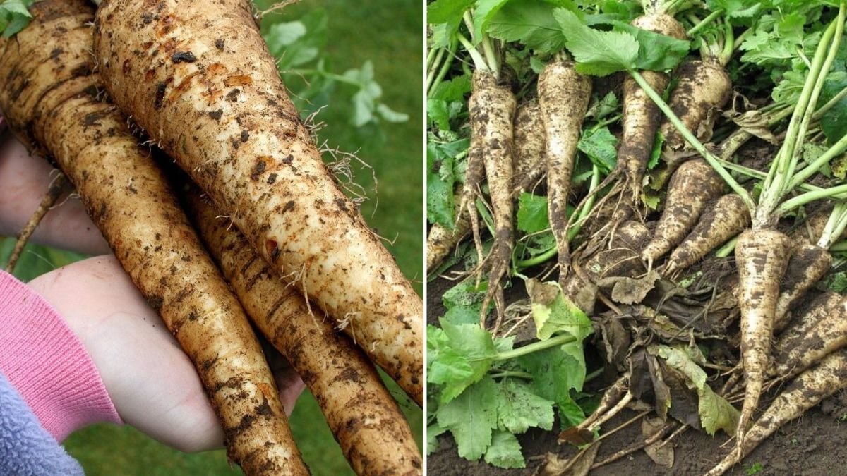Parsnips The Sweet, Nutty Root Vegetable Taking Over American Winter Kitchens