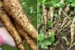 Parsnips The Sweet, Nutty Root Vegetable Taking Over American Winter Kitchens