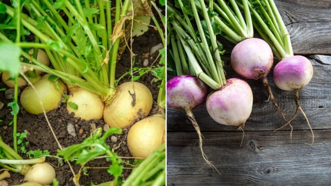 Turnips The Unsung Hero of American Winter Cooking and Nutrition