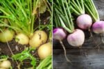 Turnips The Unsung Hero of American Winter Cooking and Nutrition