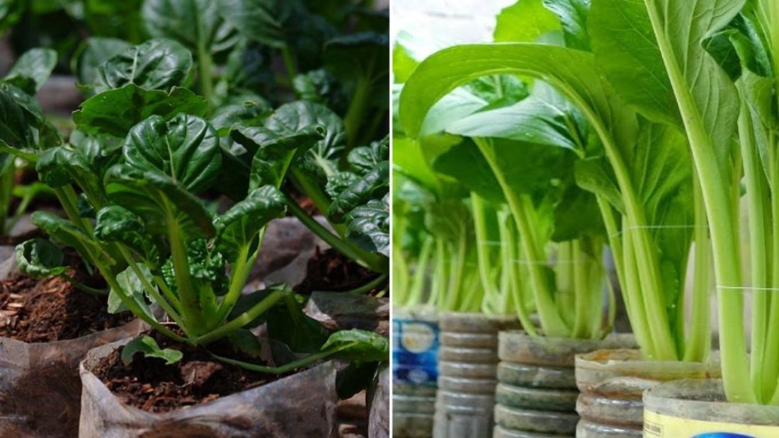 Mustard Greens The Bold, Peppery Superfood Taking Over American Kitchens This Season