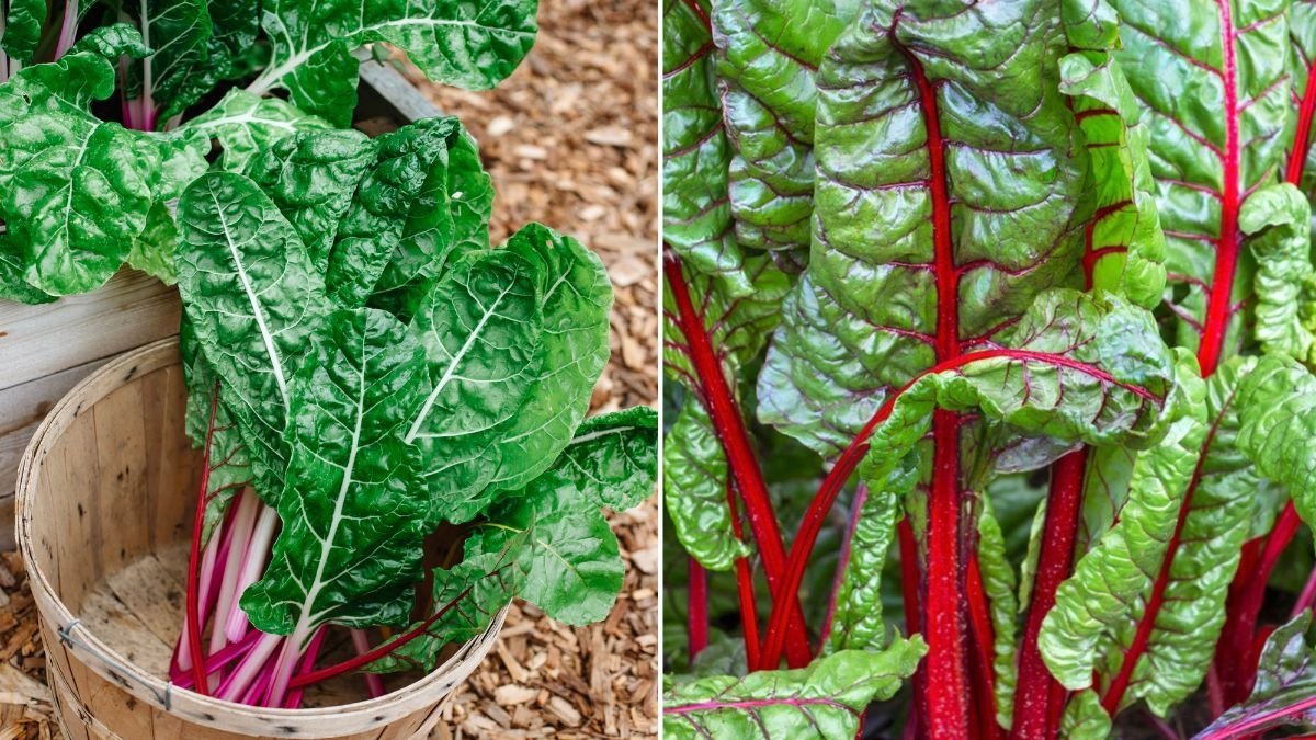 Swiss Chard The Colorful Supergreen Powering America’s Healthy Eating Revolution