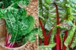 Swiss Chard The Colorful Supergreen Powering America’s Healthy Eating Revolution