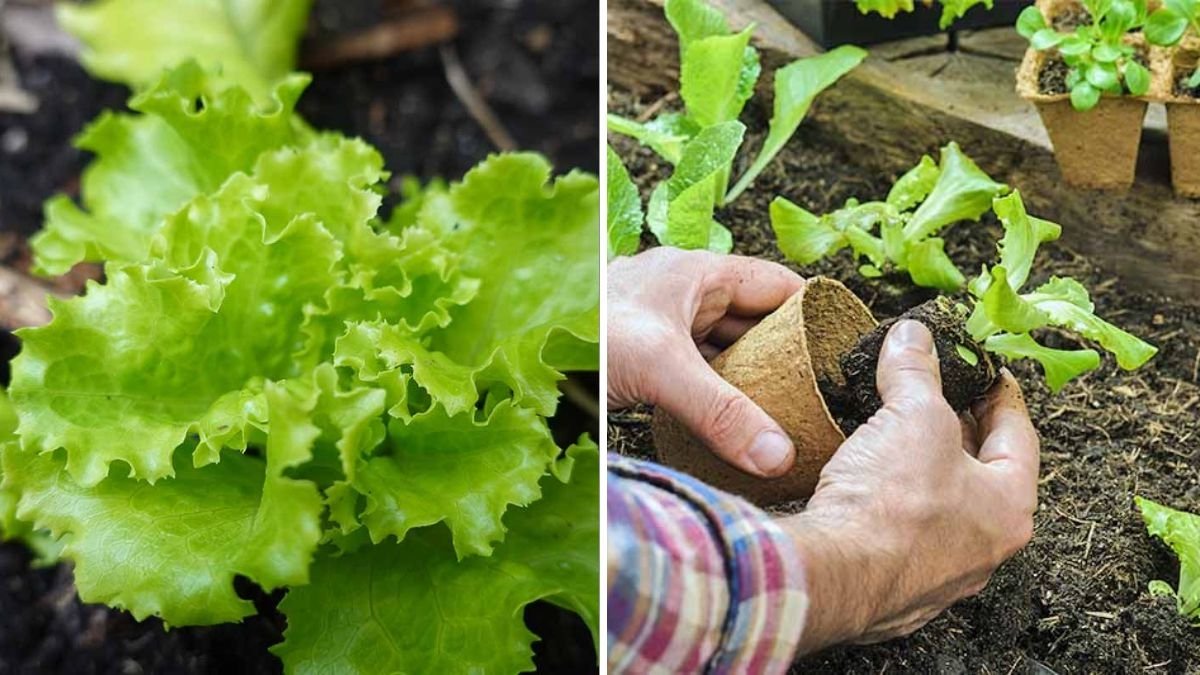 Winter Lettuce for American Gardens: Your Complete Guide to Growing Cold-Hardy Salad Greens