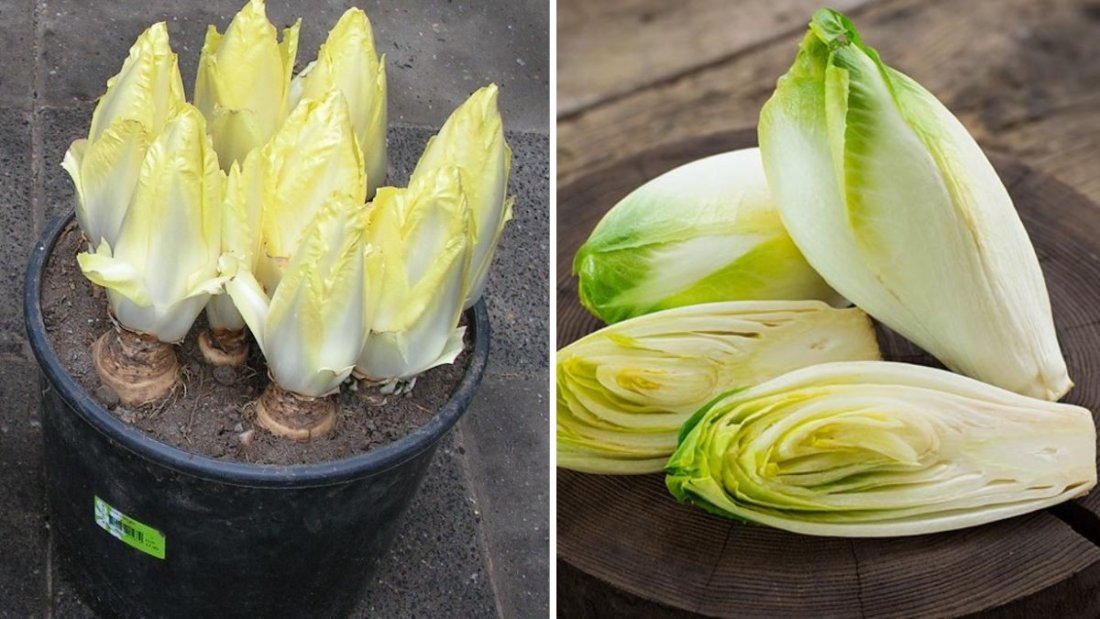Endive The Crisp, Bitter Green That Elevates Salads and Winter Dishes