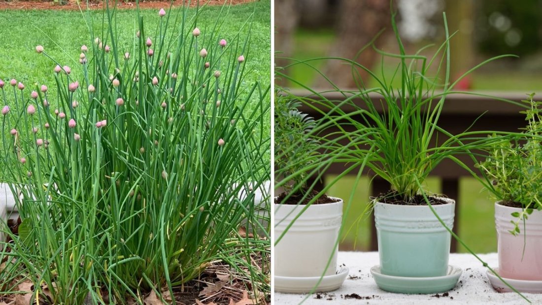 Chives The Fresh, Flavorful Herb Every American Kitchen Needs This Winter
