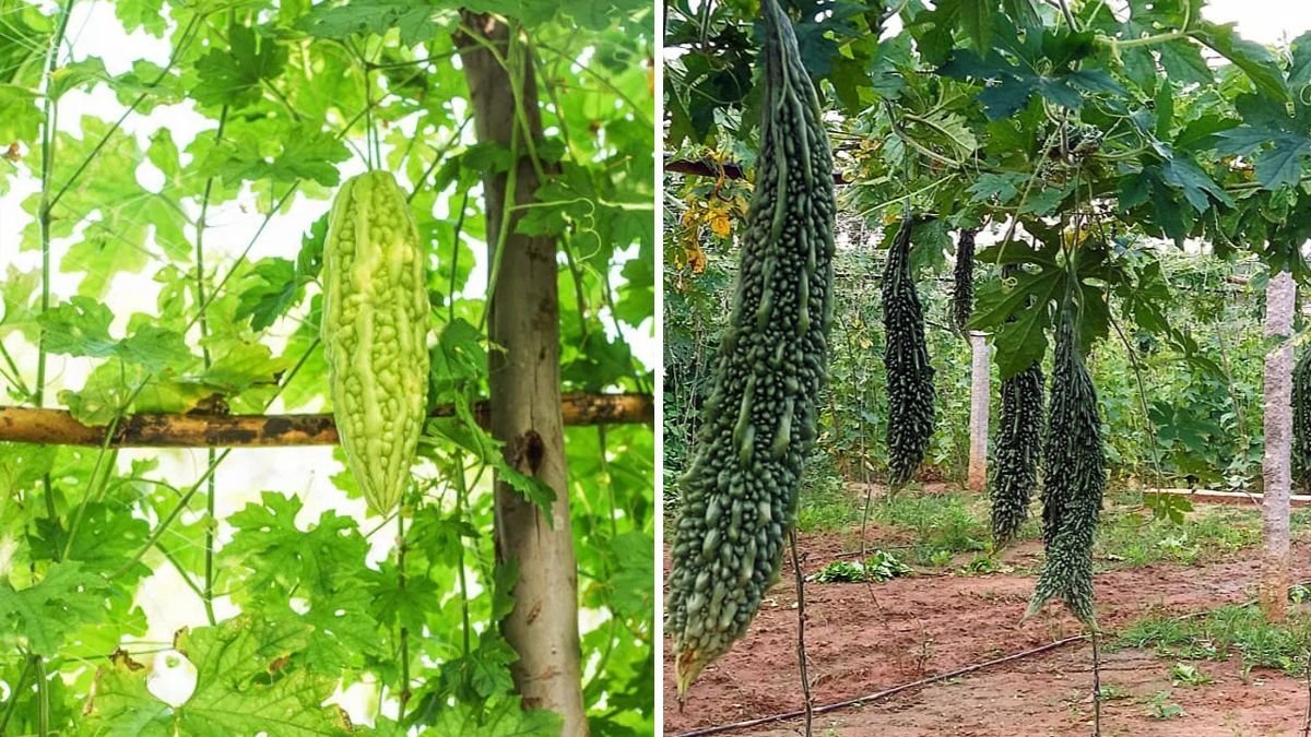 Bitter Melon The Hidden Superfood Boosting American Wellness and Sustainable Eating Trends