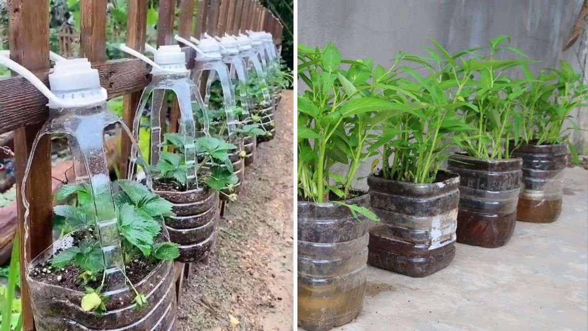 Snake Beans The Crunchy, High-Protein Vegetable Taking Over American Gardens and Healthy Kitchens