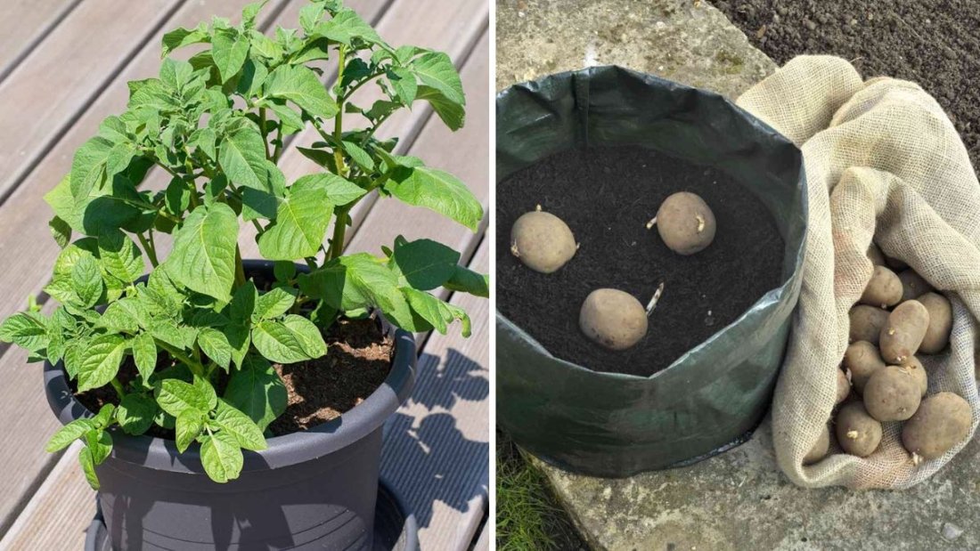 Russet Potatoes America’s Favorite Spud — Health Benefits, Growing Tips, and Irresistible Recipes