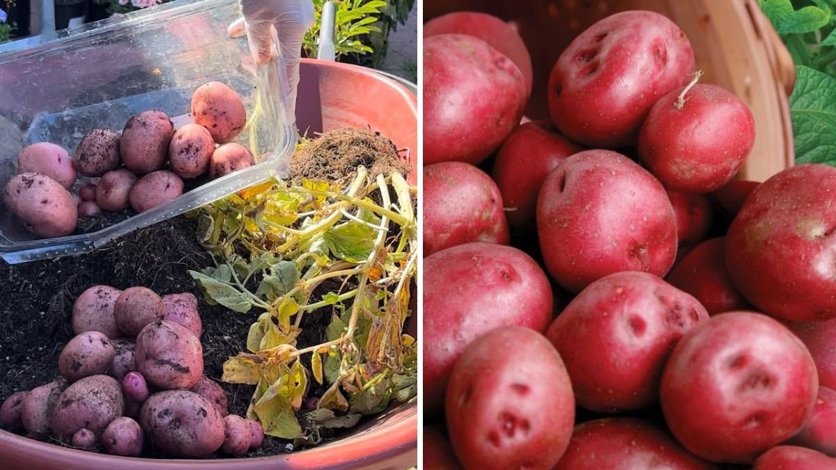 Red Pontiac Potatoes America’s Classic Red-Skinned Tuber — Health Benefits, Growing Tips, and Delicious Recipes