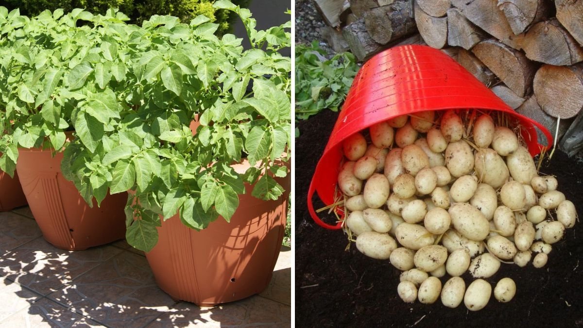 Desiree Potatoes The Red-Skinned American Favorite — Nutrition, Growing Tips, and Delicious Recipes