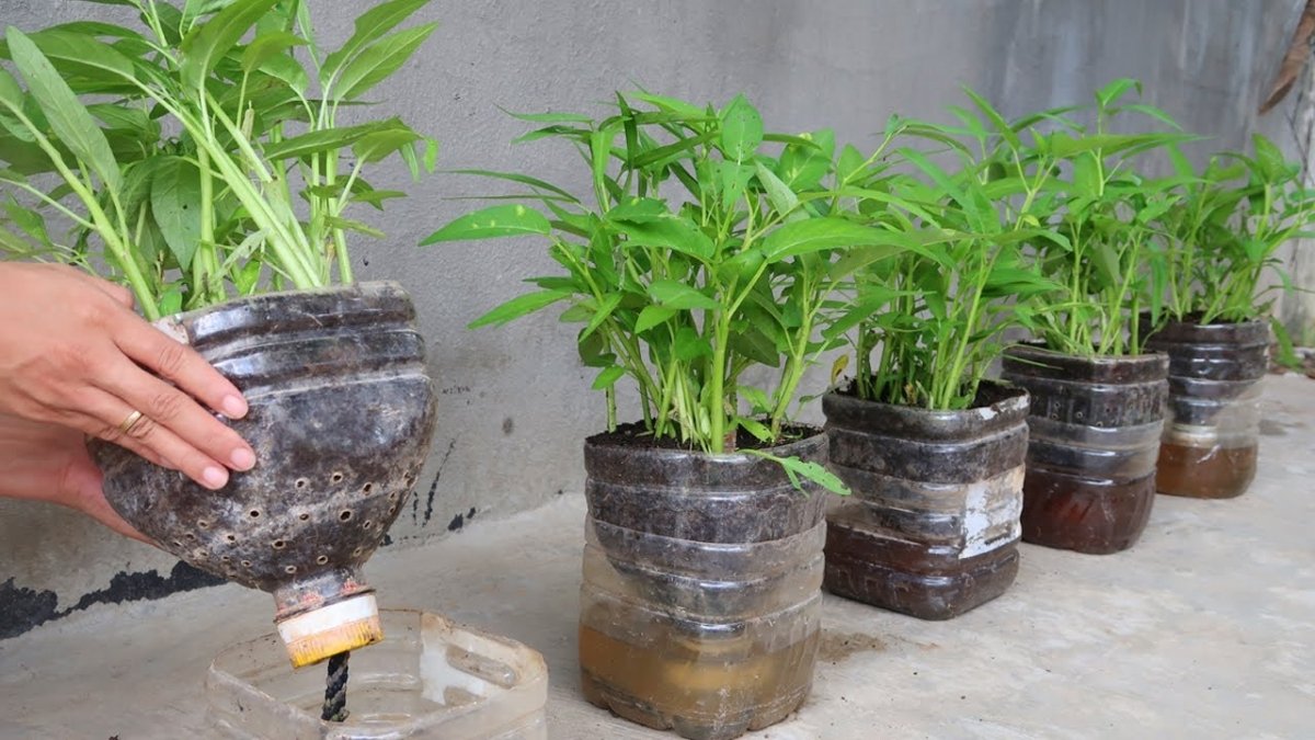 How to Grow Habanero Peppers A Fiery Guide to Cultivating Heat and Flavor in Your Backyard Garden