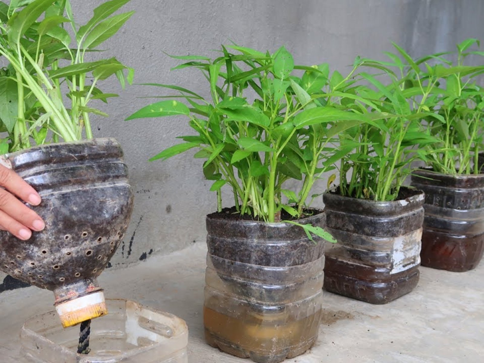 How to Grow Habanero Peppers A Fiery Guide to Cultivating Heat and Flavor in Your Backyard Garden